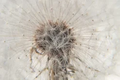 Hafod Grange Brevtyngd Flora* Dekorationsdetaljer