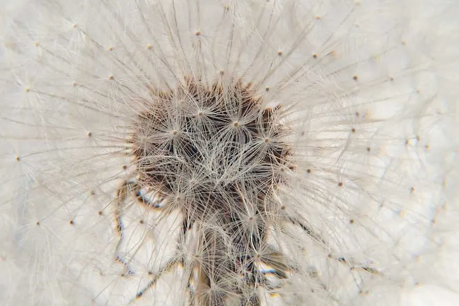 Hafod Grange Brevtyngd Flora* Dekorationsdetaljer