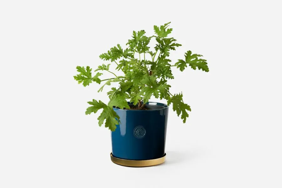 Erika Pekkari Kruka Tolvekarna* Krukor & Krukfat