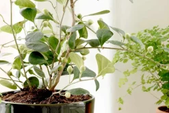 Erika Pekkari Krukfat* Krukor & Krukfat