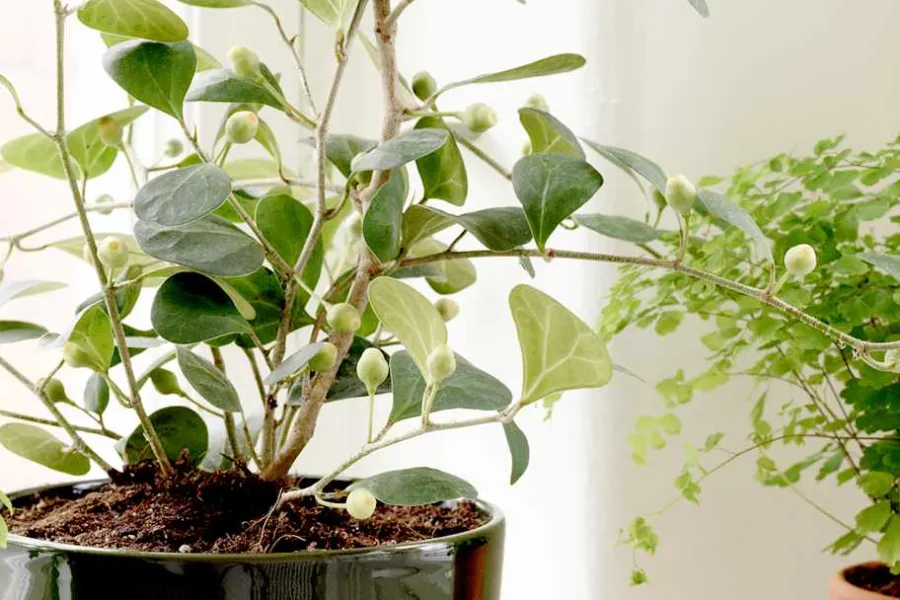 Erika Pekkari Krukfat* Krukor & Krukfat